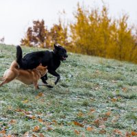Все лохматые собаки любят снег. :: Владимир Безбородов