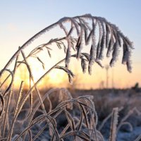 Перед долгой ночью :: Ольга 