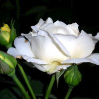 Роза из орского парка :: Елизавета Успенская