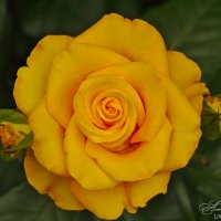 Желтая роза :: Александр Волков