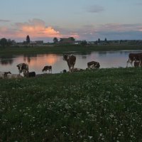 водопой :: Володя Коваленко