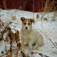 *** :: Владислав Левашов