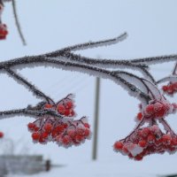 Декабрь :: Татьяна Носова