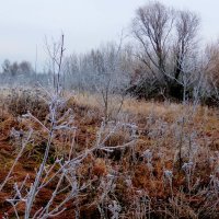 пост-осенний луг :: Александр Прокудин