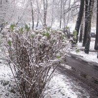 Вот такая пришла зима :: Елена Семигина