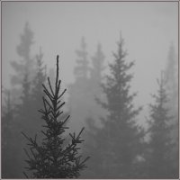 туман :: Андрей Коротнев