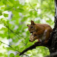 Печенюшкина :: Мария Арбузова