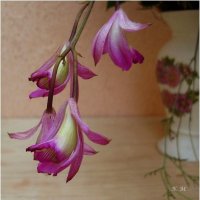Дикие орхидеи из субтропиков. :: Наталья Портийо