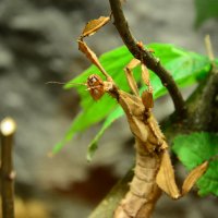 Stick insect :: Дмитрий Каминский
