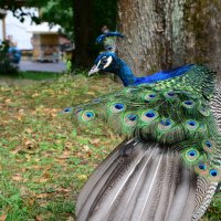 Peacock :: Дмитрий Каминский