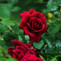 Зацвели на даче розы :: Борис Устюжанин
