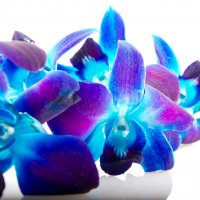 синяя орхидея :: Marina Popova