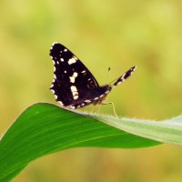 Бабочка на кукурузе :: Ollfun 