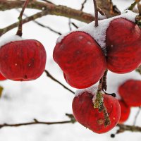 Яблоки в снегу :: Ollfun 