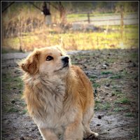 Каштанка :: Василий Хорошев