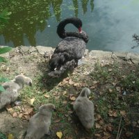 черный лебедь :: Ксения Десятова