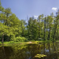 Лесная сказка :: Алена Бадамшина