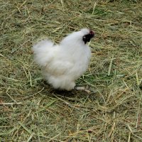 Вот такая порода куриц :: Наталия Петрова