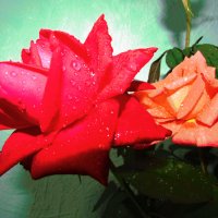 любимые розы :: Marina Timoveewa