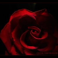роза в тёмном :: Olga Vartalevskaya 