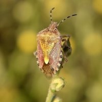 30.05.12 Carpocoris — род клопов из семейства щитников :: Борис Ржевский