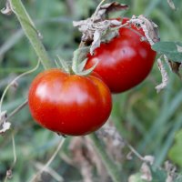 Tomatoes :: Ирина Соловьева