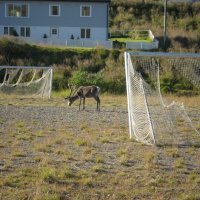 футбол в Норвегии :)) :: Валерия Яскович