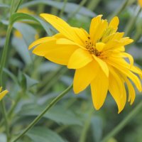 Желтый цветок :: Мария Павлова