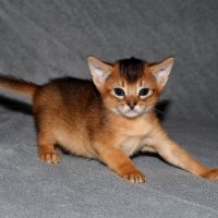 абиссинский котенок :: Наталия Кожанова