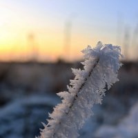 Приодевшаяся травинка :: Ольга 