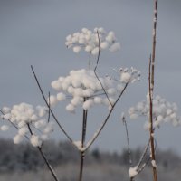 кошачьи лапки или снежные пампушки :: Михаил Жуковский