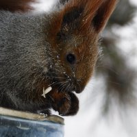 Зимушка :: Анатолий Вафин