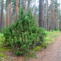 Раскидистый можжевельник :: Светлана Лысенко