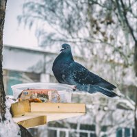 Таити.. Таити.. нас и здесь не плохо кормят :: Олег Архипов