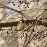 Синичка в ранетках) :: Светлана Винокурова