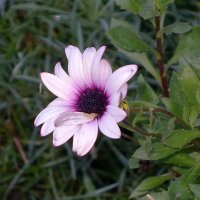 Запоздалые цветы в декабре - Остеоспермум или африканская ромашка :: Маргарита Батырева