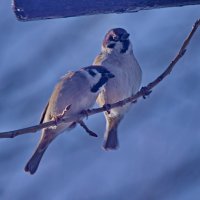 Милый какое небо голубое... :: Николай Саржанов