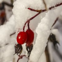 Первый снег :: Николай Климович