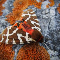 Ночная бабочка, мохнатый мотылёк :: Сергей Чернышев