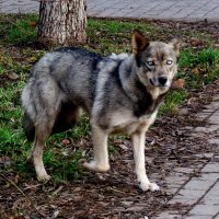 с волчьими глазами :: Александр Прокудин