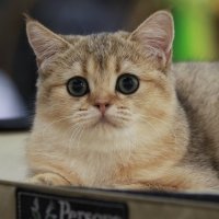 Международная выставка кошек «CAT-Expo 2017». :: Владимир Шадрин