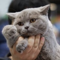 Международная выставка кошек «CAT-Expo 2017». :: Владимир Шадрин