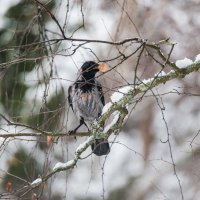 Серая ворона. :: Виктор Евстратов