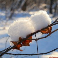 Декабря этюды.. :: Андрей Заломленков