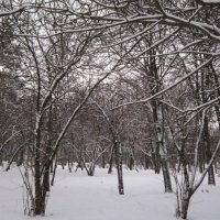 В зимнем парке :: Дмитрий Никитин