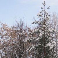 Деревья зимой :: Дмитрий Никитин