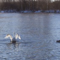 Лебеди на зимовке, Алтай :: Алина Меркурьева