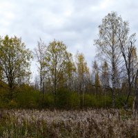 Осенний лес :: Niklaus 
