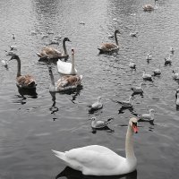 На озере в парке появилось новое семейство лебедей :: Маргарита Батырева