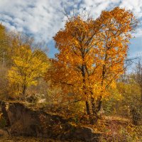 «…За окном с утра шуршат  Жёлтые метели….» :: Андрей Нибылица